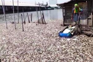 Ribuan Ikan Mati di Sayung Demak, Akibat Pencemaran dan Naiknya Air Laut
