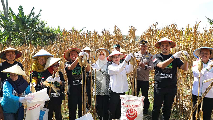 GP Ansor Kota Semarang Panen Raya Jagung, Dukung Ketahanan Pangan dan Pasok Bahan Baku Pakan Ternak