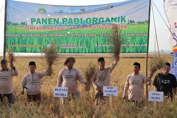 panen padi organik blora