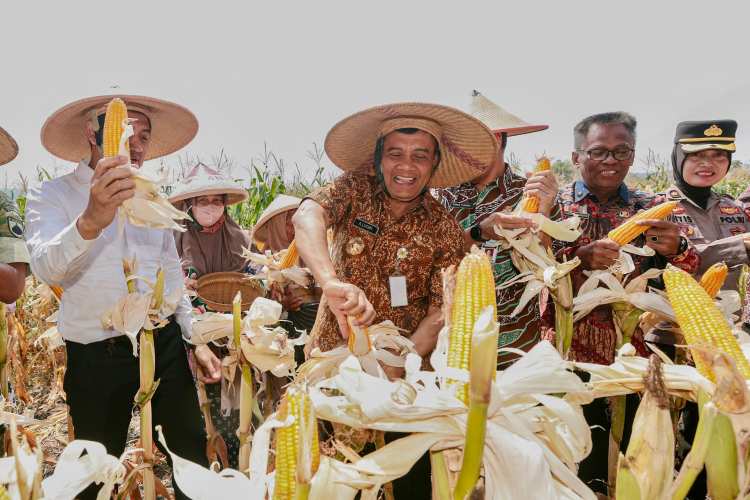 produksi jagung Jawa Tengah